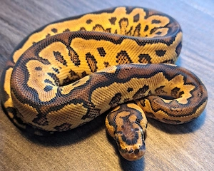 Königspython Yellow Belly  oder Gravel Clown 50 % pos. het. Piebald Männchen