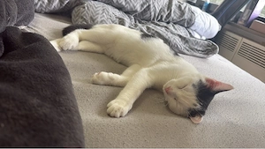 6 Monate alter Kater BKH EKH Mischling sucht liebevolles Zuhause