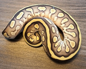 Königspython Leopard Lesser YB oder  Gravel het. Clown 50 % het. Piebald Weibchen