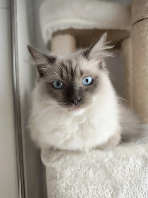 Ragdoll reinrassige Luxus Kätzchen mit Blaue Augen - sofort abgabebereit