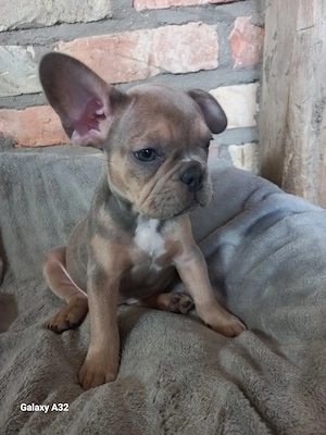 Unser kleines französisches Bulldoggen-Mädchen sucht noch ihre Familie