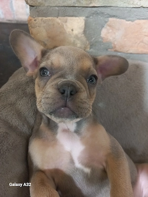 Kleines französisches Bulldoggenmädchen sucht ihre Familie
