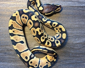 Königspython Pastel Weibchen