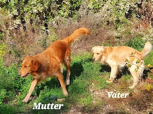 Mini   Komfort Retriever   Wurfplanung: Winter 26   Frühjahr 27