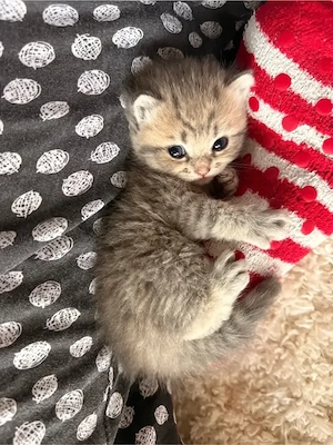 5 reinrassige bkh Kater