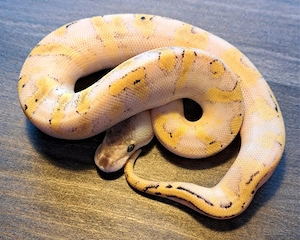 Königspython Champagne Enchi Asphalt oder Gravel Pastel Neon