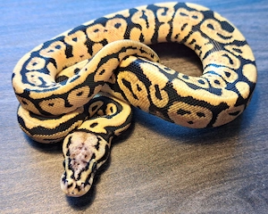 Königspython Gravel Spotnose Pastel het. Clown Weibchen