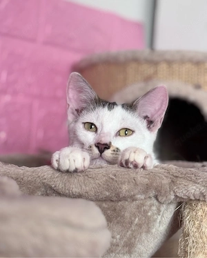 Zuckersüßer Kater