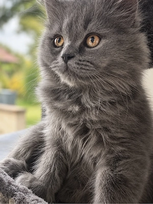 Süßer Britisch Langhaar Kater (BLH) sucht ein neues Zuhause