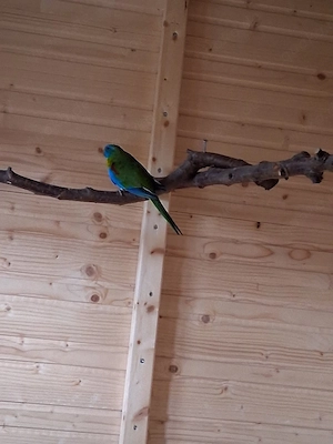schöner Schönsittich Hahn