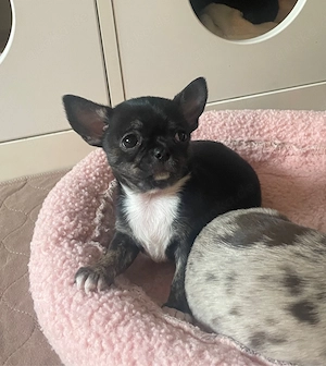 Chihuahua Welpe Hündin Black Trindel reinrassig sucht noch ihre Familie 