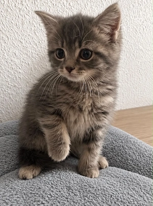 letzter kater sucht zuhause 