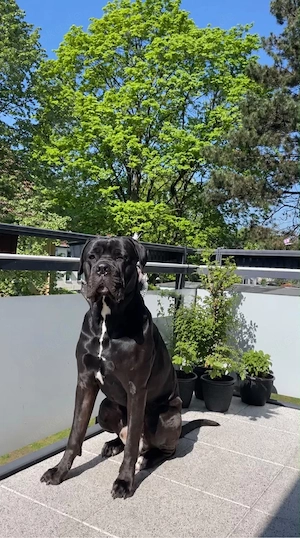 Cane Corso Rüde in Marl - Hunde - kostenlose Kleinanzeigen