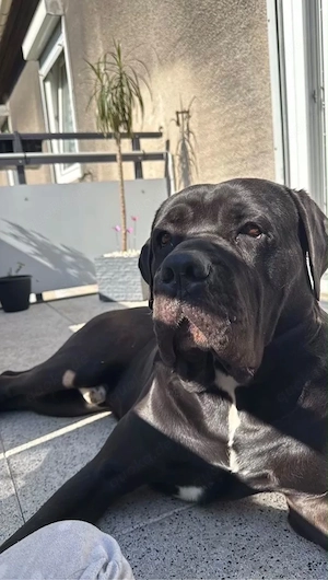 Cane Corso Rüde