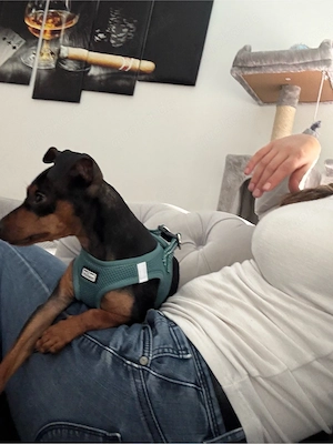 zwergpinscher Hündin 11 Monate 