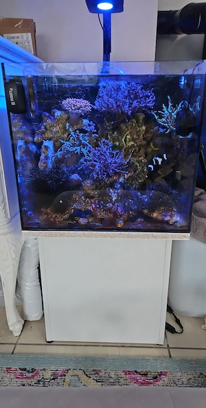 70l Aquarium mit Besatz und. Technik für 100 Euro 