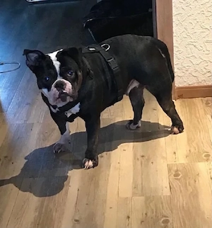Englische Bulldogge abzugeben 