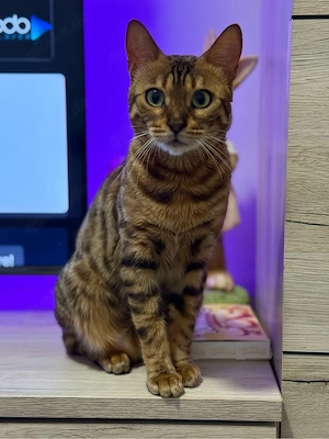 Liebevolle Familie für 3-jährige Bengalkatze gesucht 