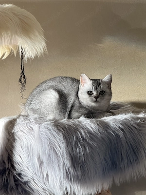 Bkh Kitten Katze und Kater