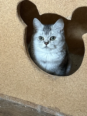Lieber Bkh Kater 5 Monate alt 