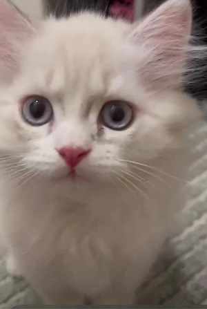Baby Katze