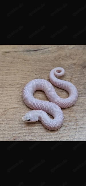 Hakennasennatter Blue Eyed Lucy