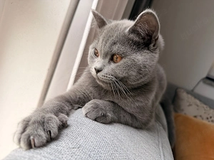 Britisch-Kurzhaar-Babykater