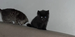 kitten heilige birma - Britisch kurzhaar