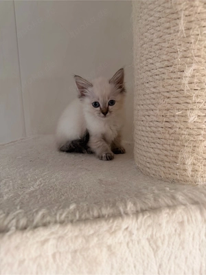 Wunderschöne Heilige Birma Kitten suchen ihr Für-immer-Zuhause