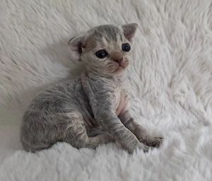 Devon Rex 