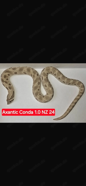 Hakennasennatter Axantic Conda 1.0