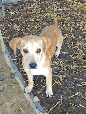 Cherie möchte ihr kleines Hundeherz verschenken 