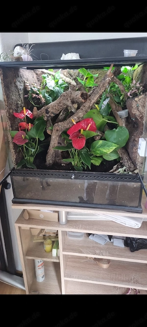 60x45x60 exo terrarium ausgestattet 