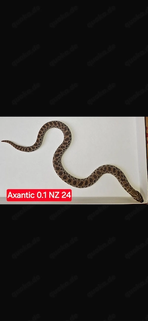 Hakennasennatter Axanthic 0.1