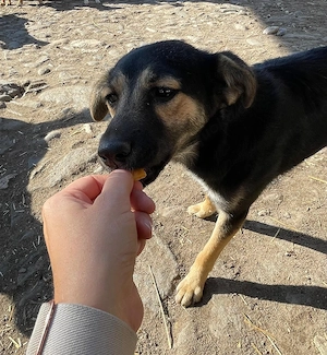 Bezauberde Gerti möchte von dir das Hunde ABC lernen