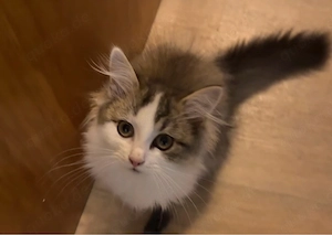 katzen babys abzugeben