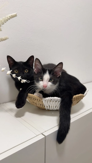 Zwei Katzen abzugeben