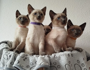 Wunderschöne Siamkatzen 