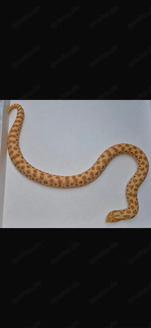 Hakennasennatter Albino 1.1