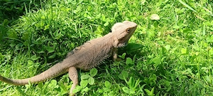 Bartagame kostenlos abzugeben