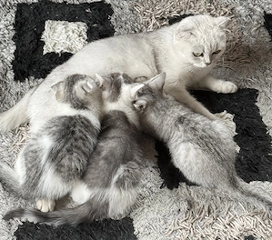 eine Prinzessin sucht liebe Familie