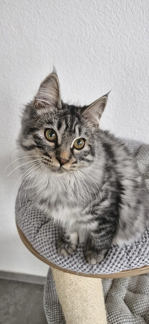 Kurilian Bobtail Kitten Katzenbaby mit Stammbaum 