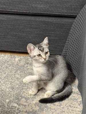 BKH Kitten sucht liebevolles Zuhause