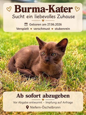 1 Burma Kater -- reinrassig