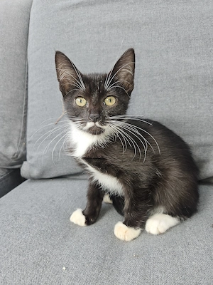 Ragdoll EKH Mix kitten ab sofort abzugeben 