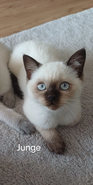 BKH Kitten (Reinrassige)