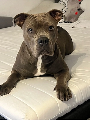 Hündin Summer  
