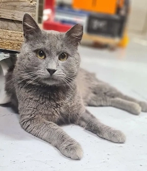 Oslo Traumkater sucht sein Paradies