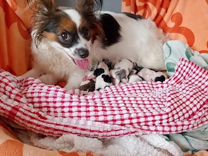 Unsere Papilion Pomchi Welpen sind da!