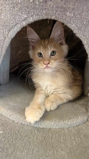 Maine Coon Kitten